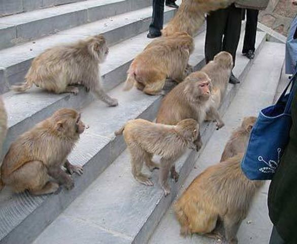 猕猴自然保护区