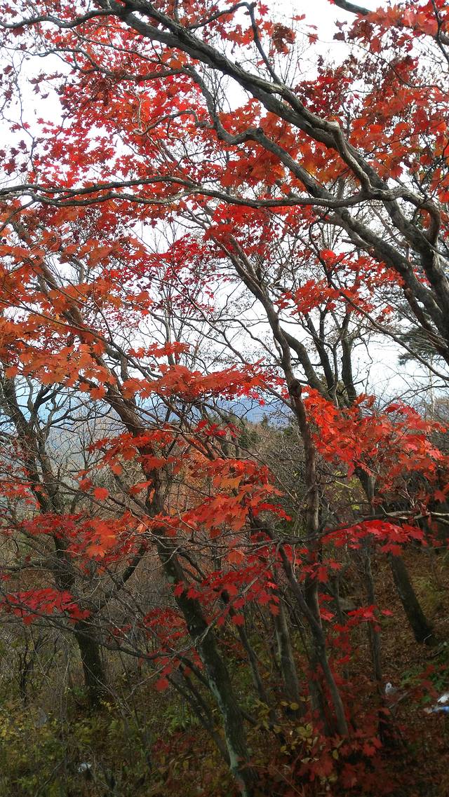 岗山国家森林公园