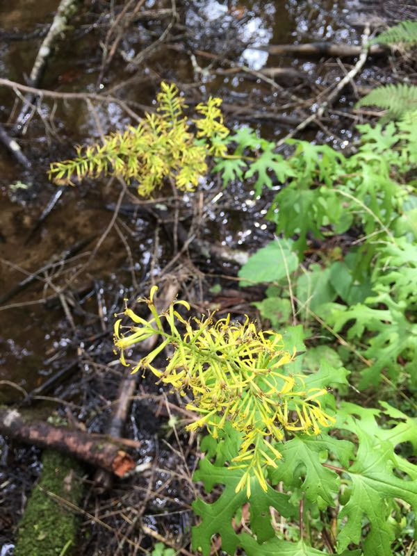 海螺沟半亩山庄温泉