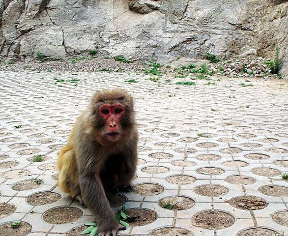 猕猴自然保护区