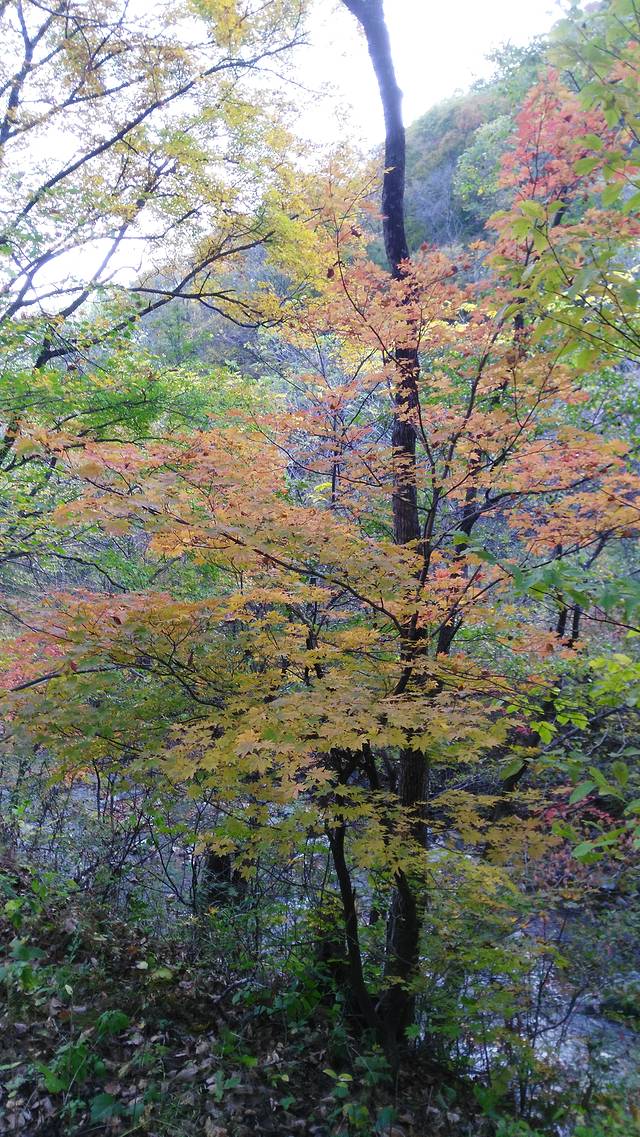 岗山国家森林公园