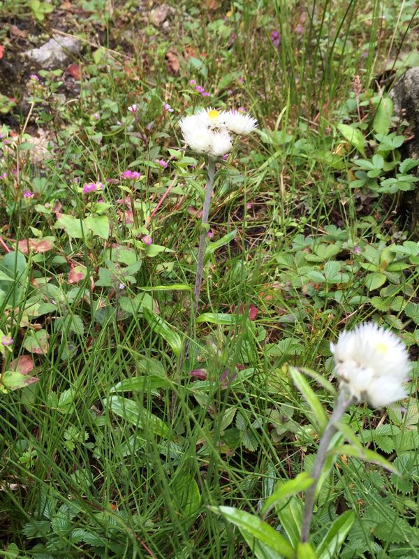 海螺沟半亩山庄温泉