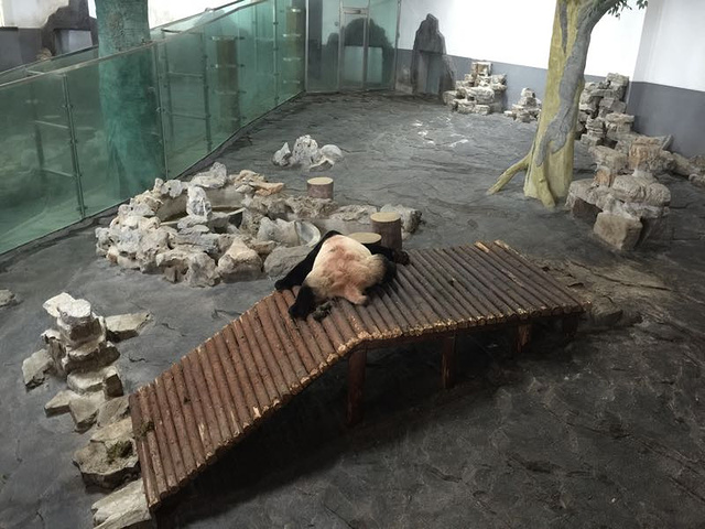 "_下渚湖熊猫园"的评论图片