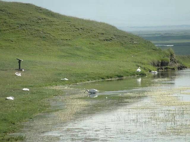 巴音布鲁克天鹅湖