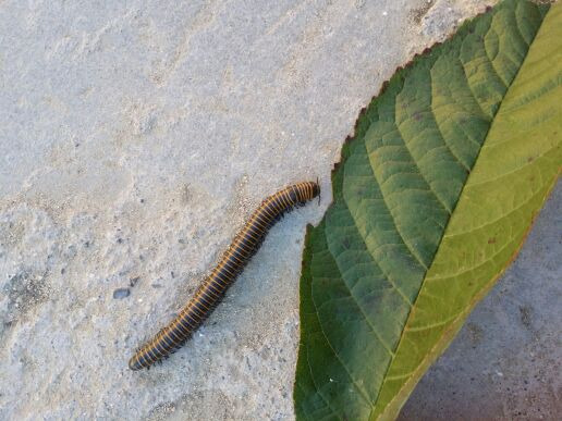 莲花山森林公园