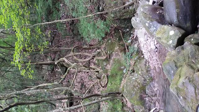 三爪仑国家森林公园