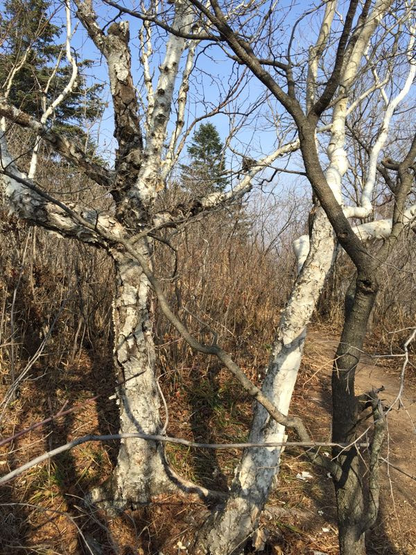 岗山国家森林公园