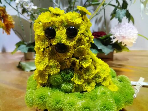 嵩明菊花展览会