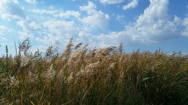 赛汗塔拉城中草原