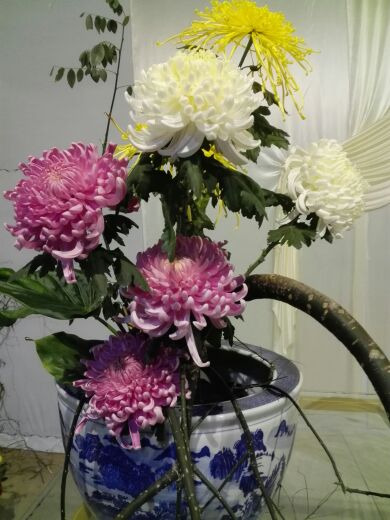 嵩明菊花展览会