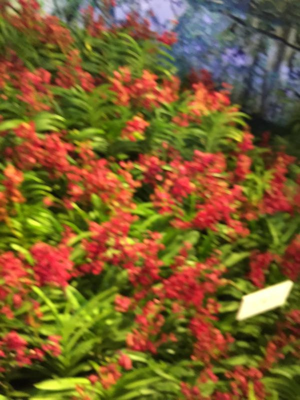 第四届中国兰花大会