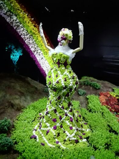 嵩明菊花展览会