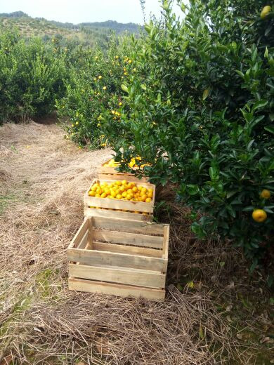 罗里石蜜桔生态园