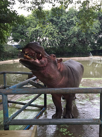 "鳄鱼公园真心不错,带小孩去玩一天刚好,不是太大,早上逛逛看看