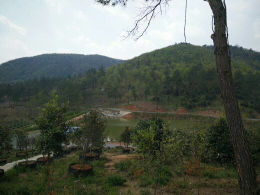 京山茶花源景区