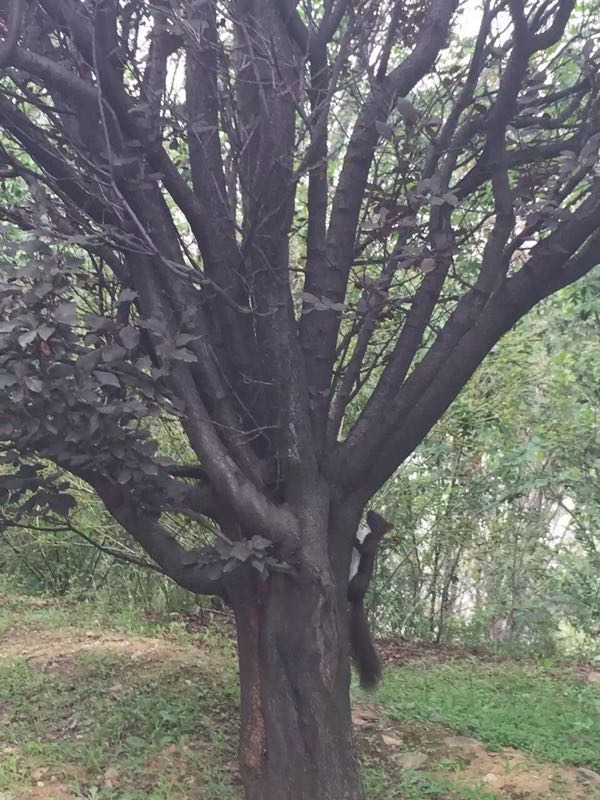 大连金龙寺国家森林公园