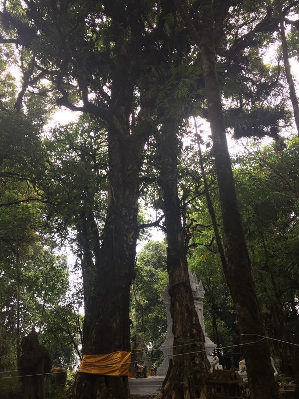 茵他侬国家公园