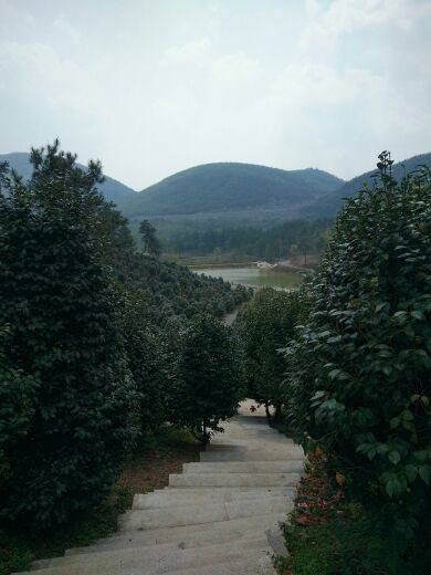 京山茶花源景区