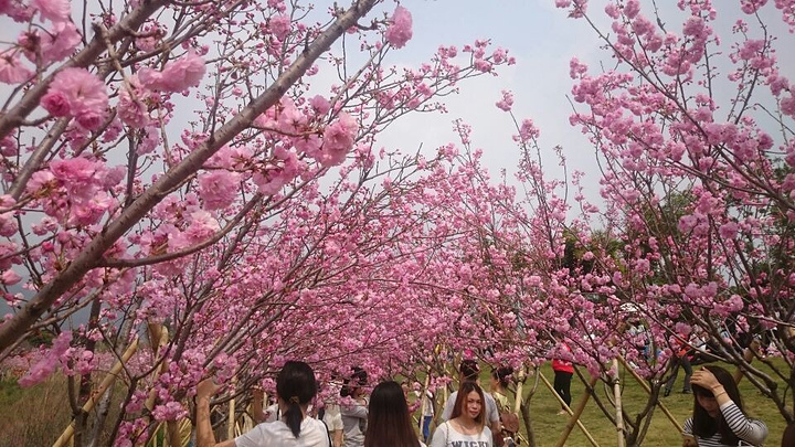 "_天适樱花悠乐园"的评论图片