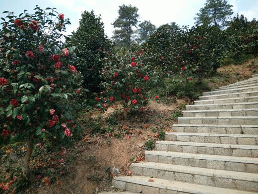 京山茶花源景区