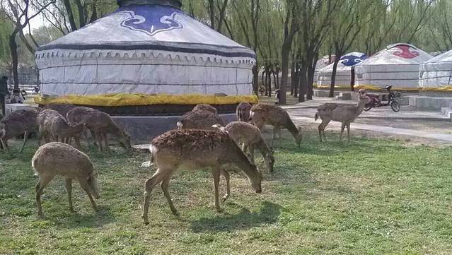 赛汗塔拉城中草原