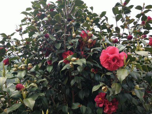 京山茶花源景区