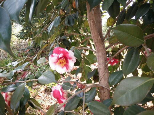 京山茶花源景区