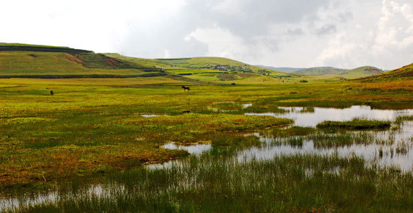 大桥国家级黑颈鹤自然保护区