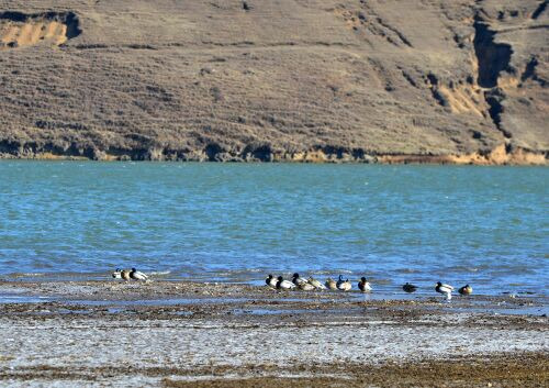 大桥国家级黑颈鹤自然保护区