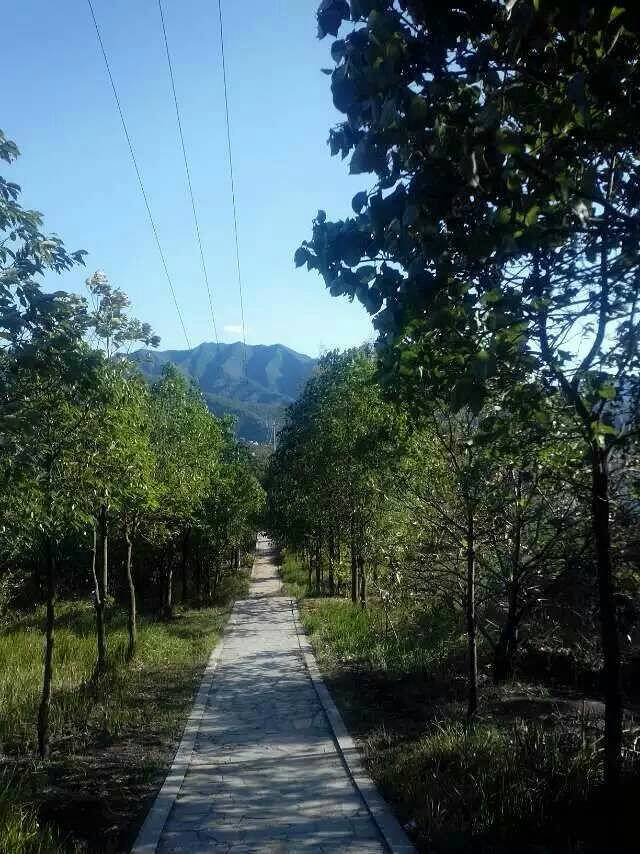 桂东三台山森林公园