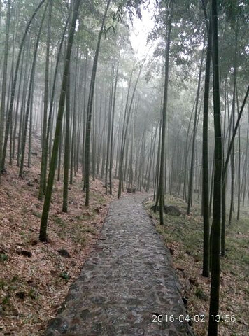 "...，但是上去坐索道就没必要了，毕竟那边空气清新，爬山也是一种放松，500米的高度爬起来还是挺累的_宜兴竹海"的评论图片