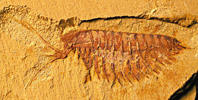 帽天山风景区-澄江动物化石群