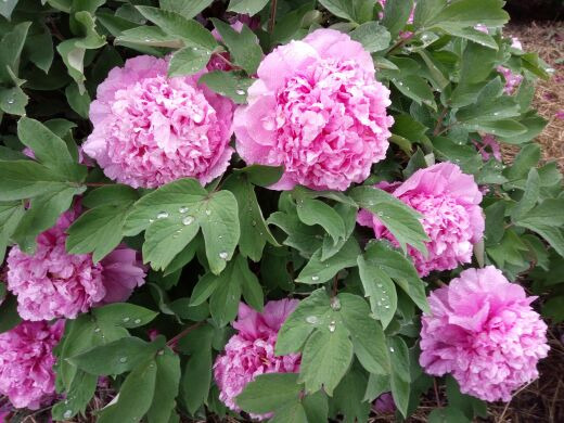 国色天香-牡丹园