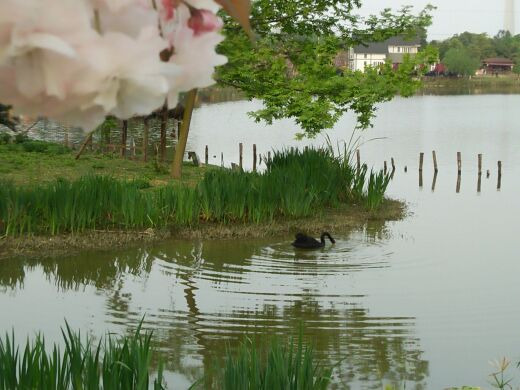 凤凰湖湿地公园