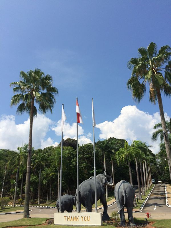 民丹岛大象公园