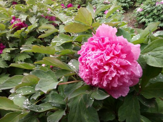 国色天香-牡丹园