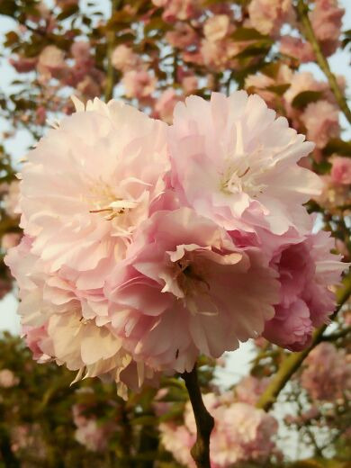 凤凰湖湿地公园