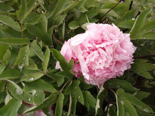 国色天香-牡丹园