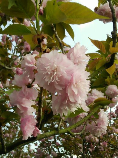 凤凰湖湿地公园