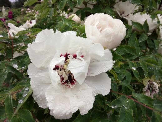 国色天香-牡丹园