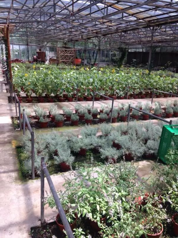 西山岛开心农场