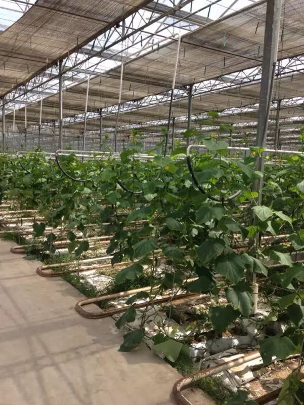 西山岛开心农场