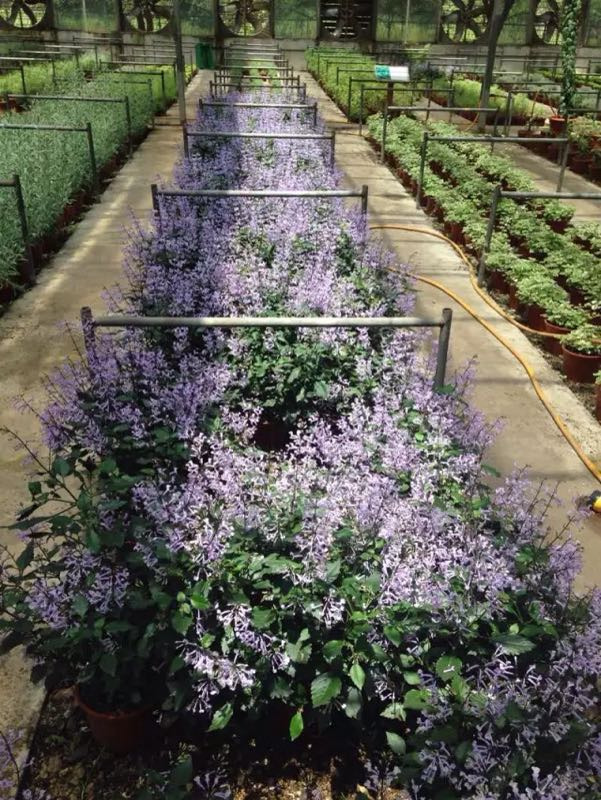 西山岛开心农场