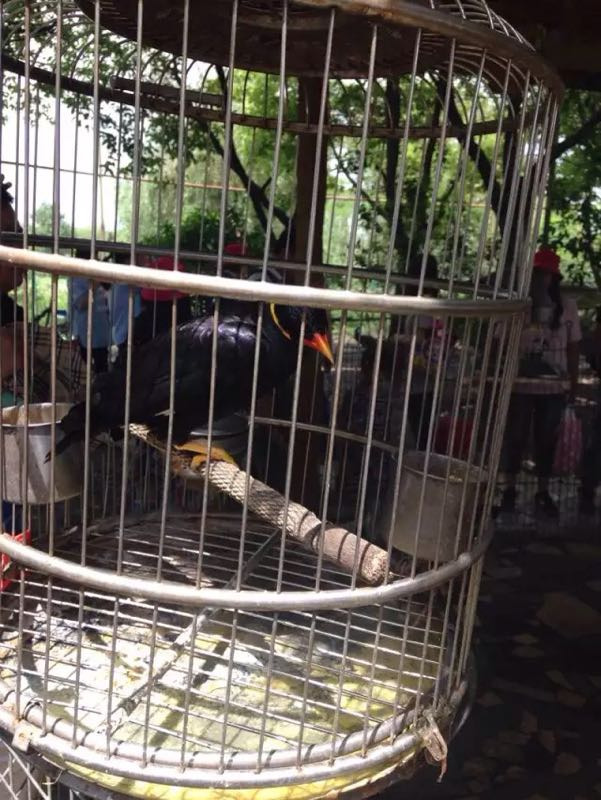 西山岛开心农场