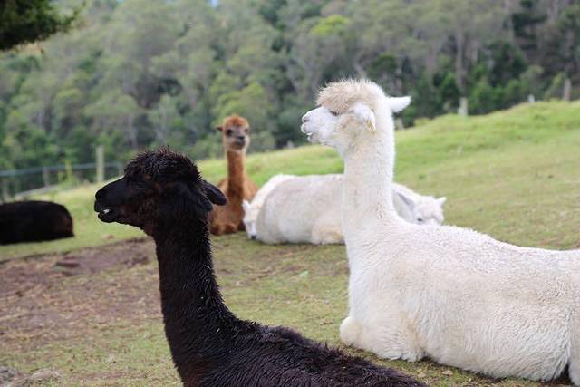 雷明顿国家公园