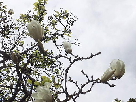 昙华寺旅游景点图片