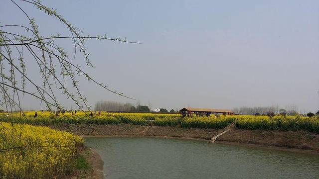 荆门沙洋油菜花节