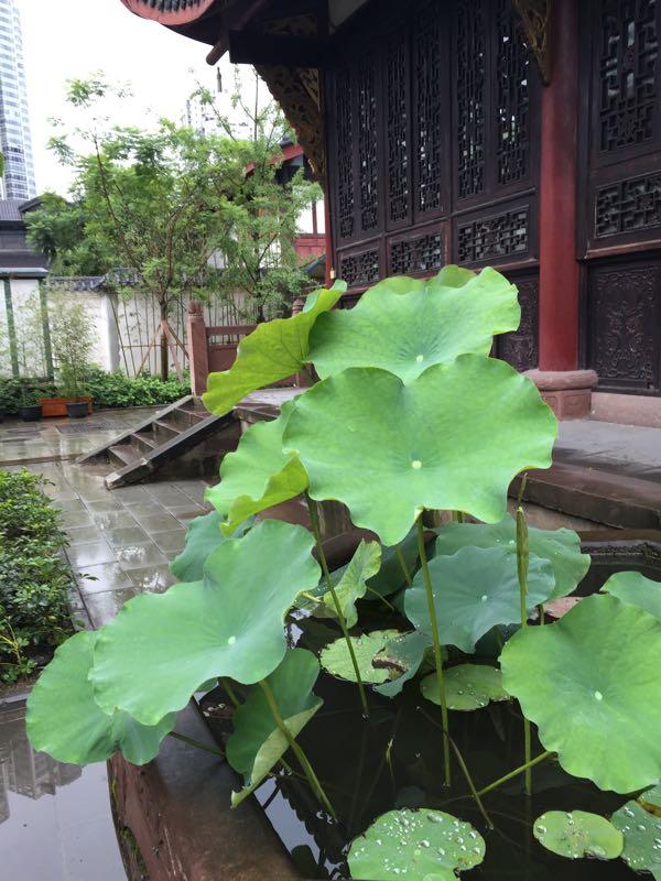 郑东新区湿地公园