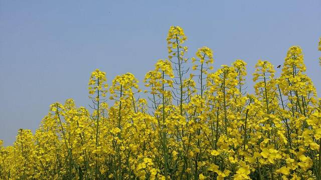 荆门沙洋油菜花节