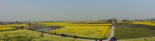 荆门沙洋油菜花节